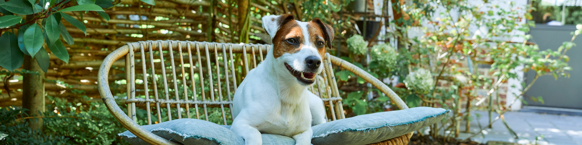 Pâtées pour chien