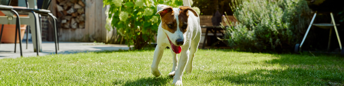 Pâtées pour chien adulte