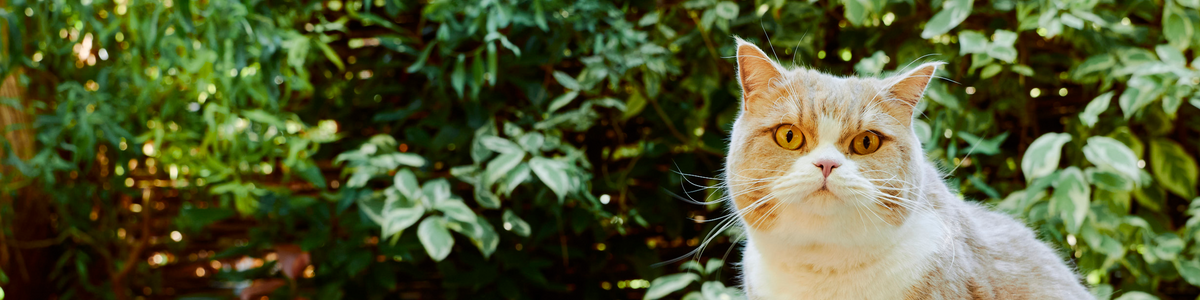 Émincés BIO pour chat