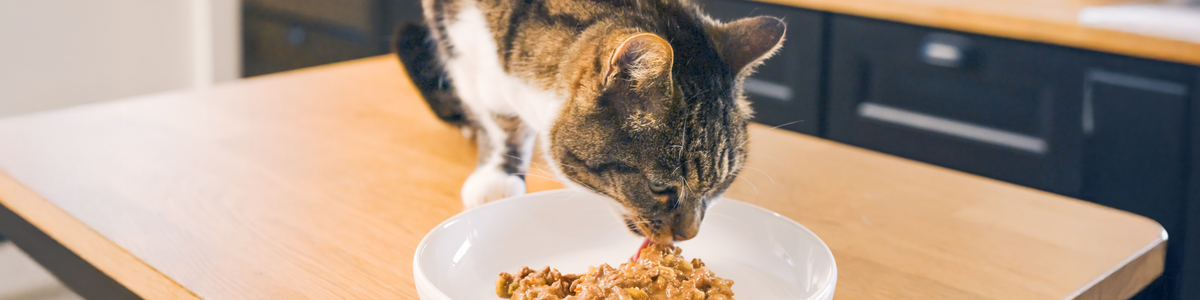 Casseroles pour chat stérilisé