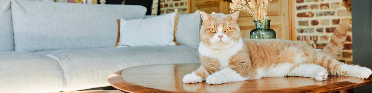 Chat stérilisé