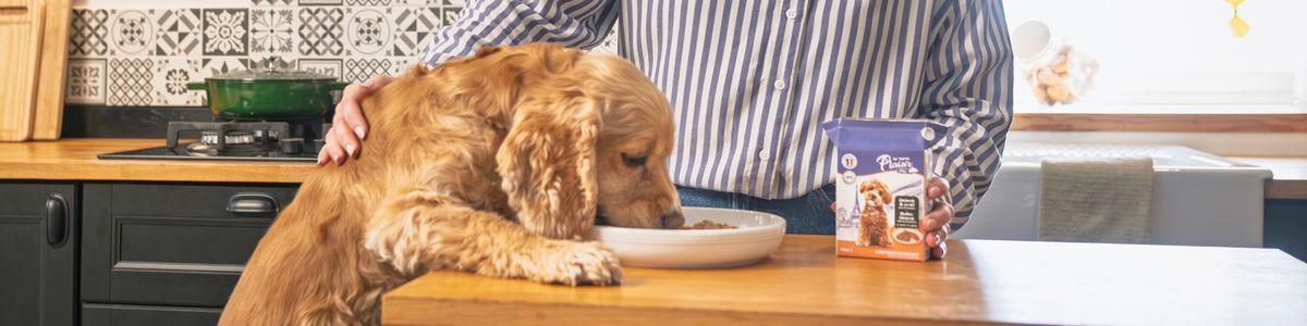Casseroles pour chien adulte