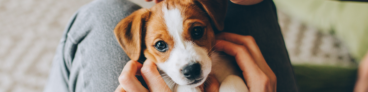 Chiot