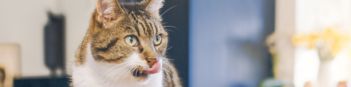 Friandises pour chat