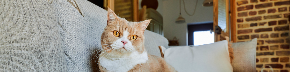 Notre gamme chat