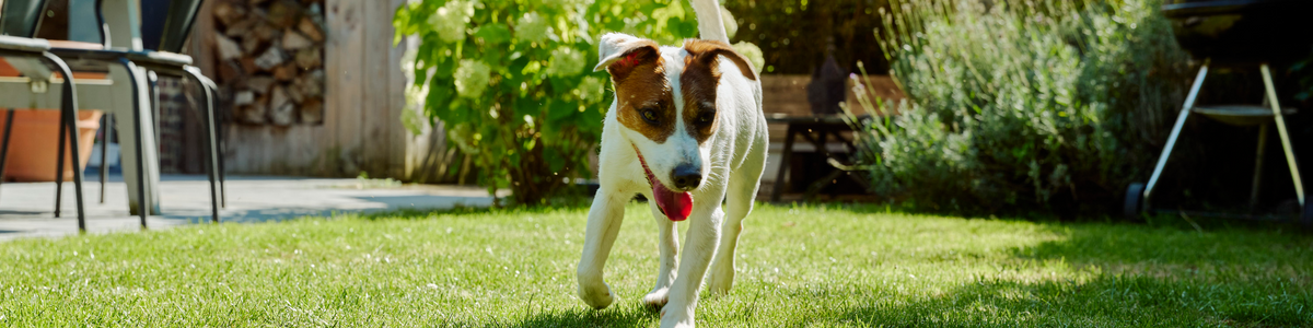 Notre gamme chien