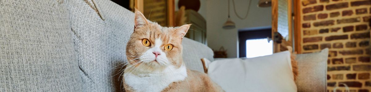 Émincés pour chat