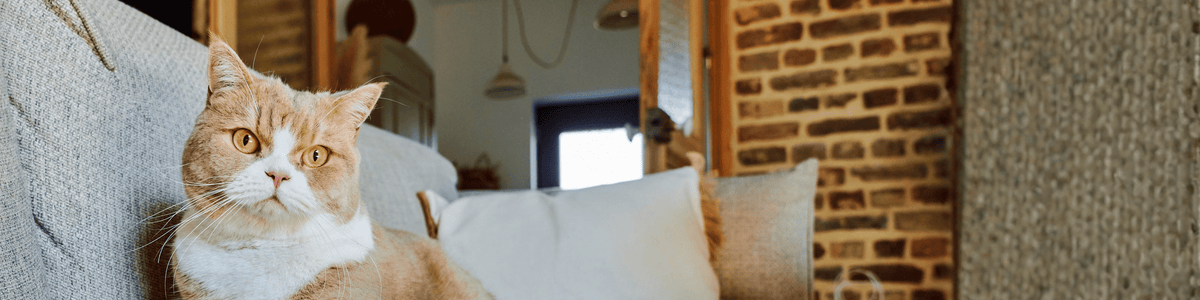 Émincés pour chat stérilisé