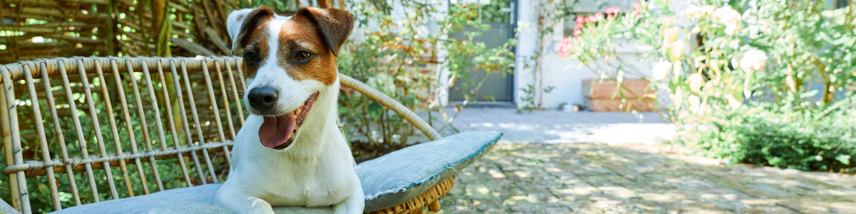 Émincés pour chien