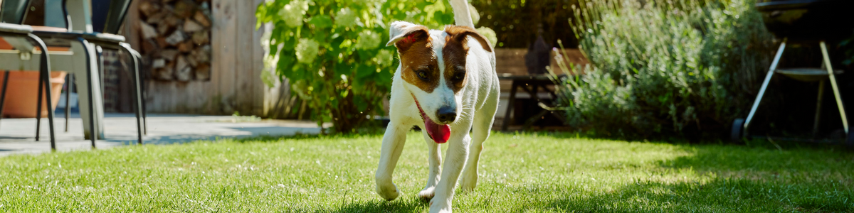 Sachets fraîcheur pour chien adulte