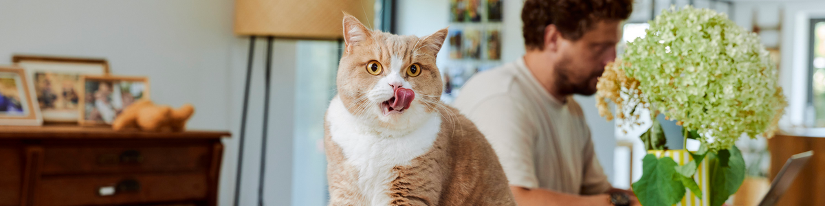 Pâtées pour chat adulte