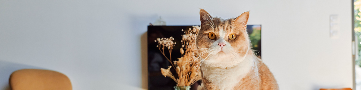 Notre gamme CARE pour chat